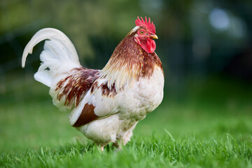 A handsome rooster with white and brown feathers stands in a field of green grass. The male...
