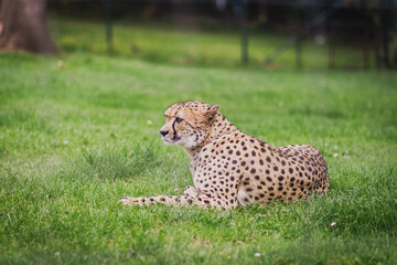Gepard
