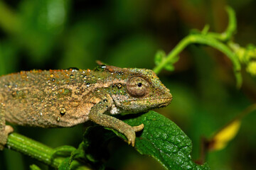 A beautiful Midlands Dwarf Chameleon Complex (Complex Bradypodion melanocephalum) displaying its camouflage on a wet evening in KwaZulu-Natal, South Africa