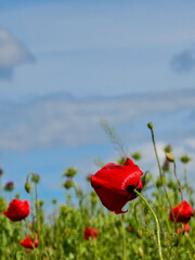 Fototapeta premium Red poppy field