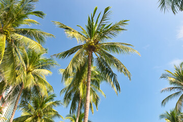Obraz premium Tropical natural Mexican palm trees with coconuts and blue sky background at Tulum ruins archeological site in Tulum Mexico. 