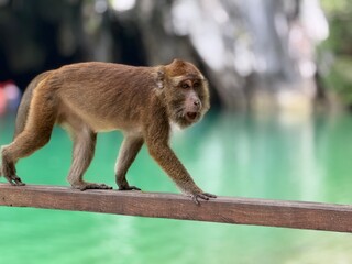 Curious Monkey on the Riverbank