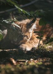 Luchs Nachwuchs, Baby Luchs