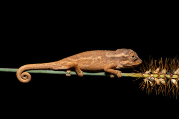 A beautiful Midlands Dwarf Chameleon Complex (Complex Bradypodion melanocephalum) displaying its camouflage on a wet evening in KwaZulu-Natal, South Africa