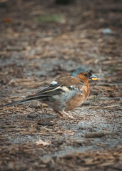 Singvogel