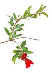 Close up of pomegranate branch with flower
