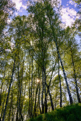 Fototapeta premium Sunlight filtering through the tall birch trees in a lush green forest, creating a serene and captivating natural landscape for nature enthusiasts.