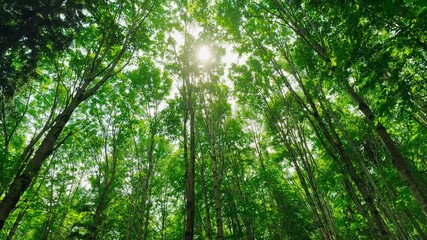 Green forest with sun through leaves and branches in mountains.Earth day,environment,ecology and sustainability nature concept.Forest reduce carbon emissions and clean air.