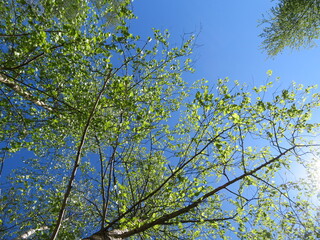 Baumwipfel