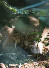 Luchs Nachwuchs, Baby Luchs