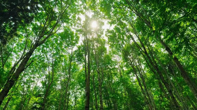 Green forest with sun through leaves and branches in mountains.Earth day,environment,ecology and sustainability nature concept.Forest reduce carbon emissions and clean air.