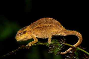 A beautiful Midlands Dwarf Chameleon Complex (Complex Bradypodion melanocephalum) displaying its...