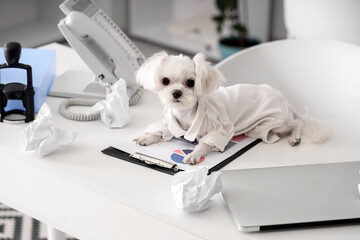 Funny business Maltese dog with crumpled paper lying on table in office