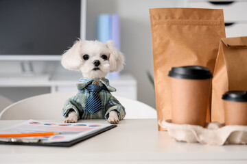 Funny business Maltese dog having lunch in office, closeup