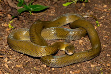 A beautiful olive snake (Lycodonomorphus inornatus) in the wild in KwaZulu-Natal, South Africa