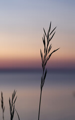 The silhouette of a blade of grass against the sunset on the river. Romantic sunset photo