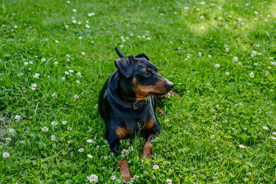 dog on grass pinczer miniaturowy