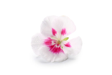 Beautiful edible flower on white background