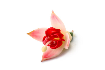 Beautiful edible flower on white background