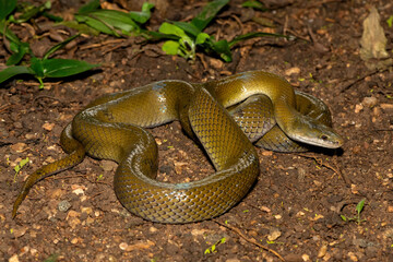 A beautiful olive snake (Lycodonomorphus inornatus) in the wild in KwaZulu-Natal, South Africa