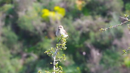 small bird in the grass.a closeup shot of a beautiful bird in the forest