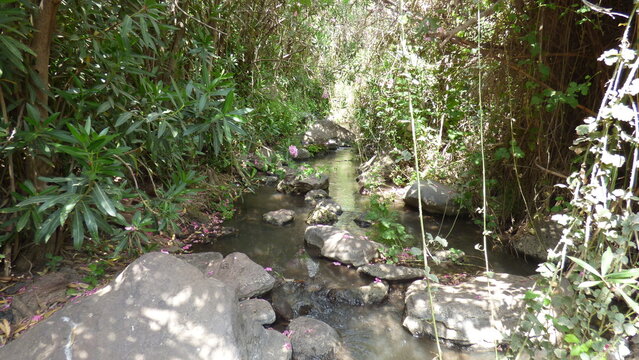 small creek in the forest, nature series, hong kong