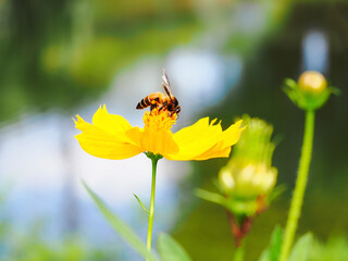 Honey bees collecting pollen in a field of blooming flowers