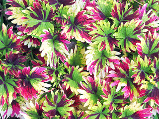 Plant Close-up, colorful leaf shrub, taken in Chiang-Mai, Thailand