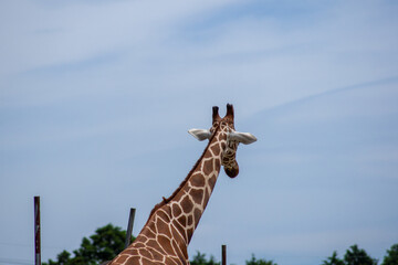 去りゆくキリンの後ろ姿 ― 背中で語る哀愁と静けさの瞬間｜Melancholic Back View of a Giraffe — A Quiet, Poignant Moment of Departure