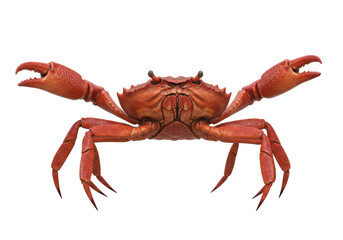 Isolated Reddish-Brown Crab with Claws Spread