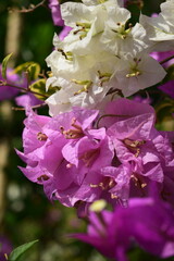 two-colored bougainvillea flowers: white and purple