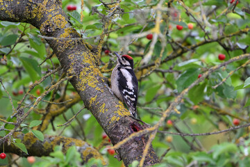 Woodpecker Perched on Berry-Laden Branch Covered in Moss and Lichen