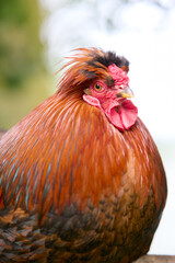Close-up of a vibrant brown rooster with a distinctive crest and red comb, looking alert with a soft, blurred background.