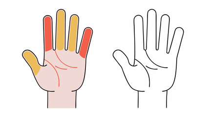 Fototapeta premium Hand Anatomy Illustration Colored and Outline Versions