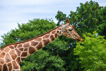 木々の中を物憂げに歩くキリン｜Giraffe Walking Melancholically Among the Trees