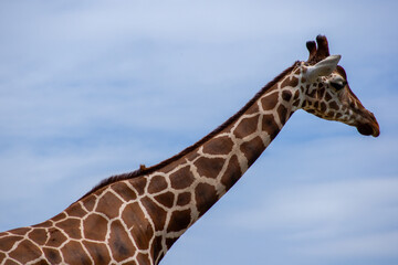 曇り空―物憂げに歩くキリン｜Giraffe Walking Melancholically Under a Cloudy Sky