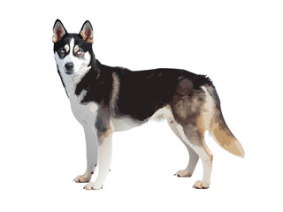 A purebred Siberian husky or border collie puppy portrait isolated on white © STOCK CART