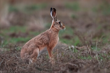 European hare, Lepus europaeus, La Pampa Province, Argentina.