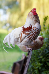 Brown and white rooster perched on a wooden bench outdoors, showcasing its plumage and proud...