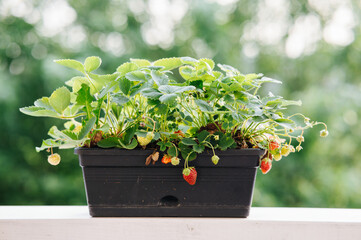 Strawberry Plant Red Berries Container