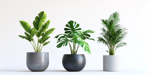 Obraz premium Tropical Potted Plants – 3D Render on White