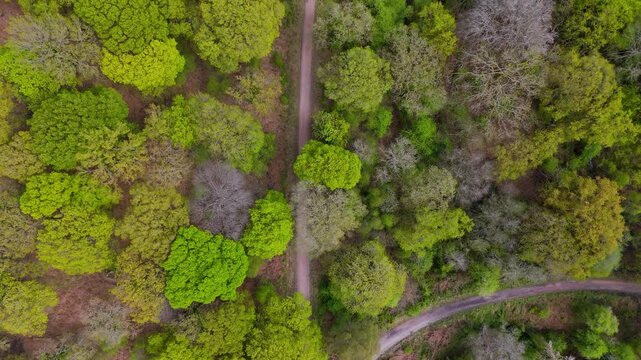 Drone view of Forest of Dean treetop canopy with winding road in Gloucestershire UK