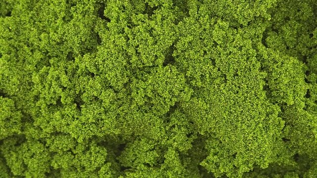 Wolffia globosa or swamp algae or water meal. Super food.