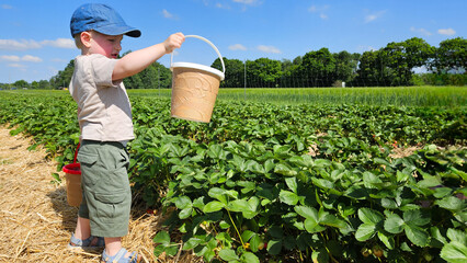 Blond boy picking strawberries in a field. Summer harvest activity. Vacation time and family fun. High quality photo