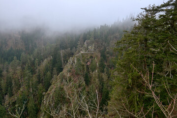 Dramatic foggy mountain landscape with dense evergreen forest and rocky cliffs in the Black Forest Germany, mystical mist-covered wilderness with towering pine trees and rugged terrain