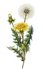 Obraz premium Illustration bouquet of dandelions flowers in watercolor style. Print with wildflowers for decoration. Medicinal plant for packaging, labels