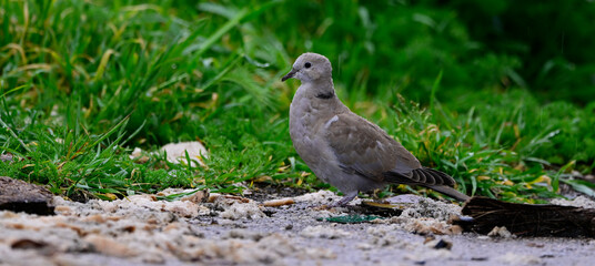Türkentaube // Collared dove (Streptopelia decaocto)