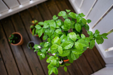 Herb Garden Terracotta Pots Deck