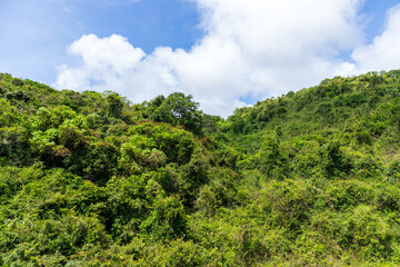 The natural scenery of Yalong Bay Tropical Forest Park in Sanya, Hainan Province, China