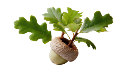 Oak Acorn's New Life: A macro perspective of an acorn sprouting vibrant green leaves, signaling the beginning of life and growth. A symbol of nature's resilience and renewal.